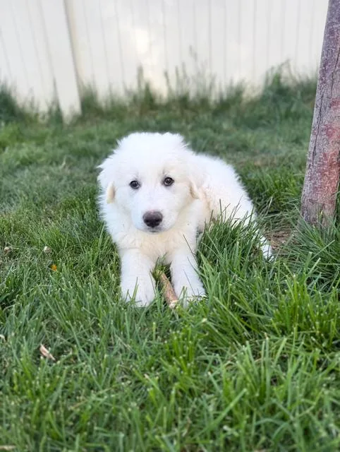 A baby large-sized male Great Pyrenees dog named Sky King for adoption in Midway, UT