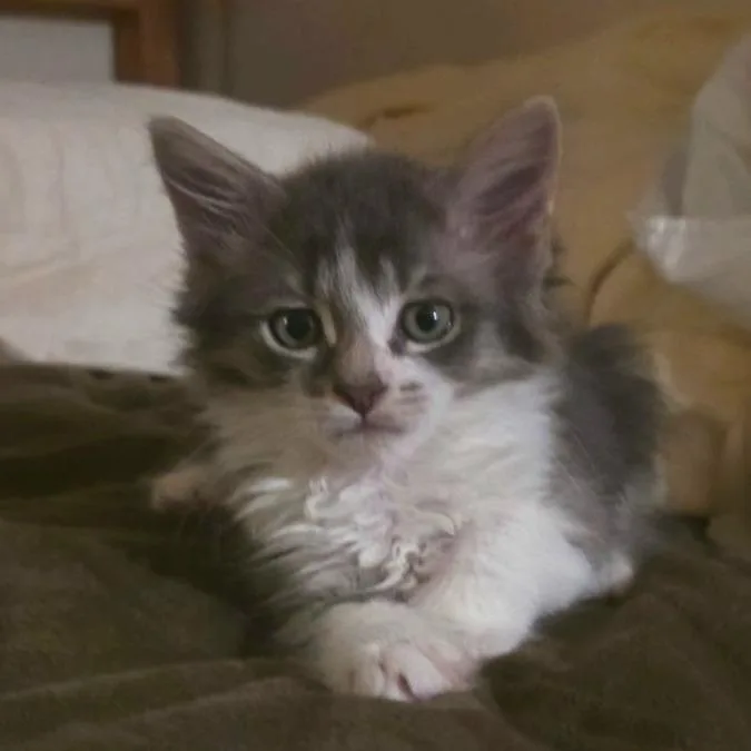 A baby small-sized male Gray / Blue / Silver Domestic Short Hair cat named Theremin for adoption in Long Beach, CA