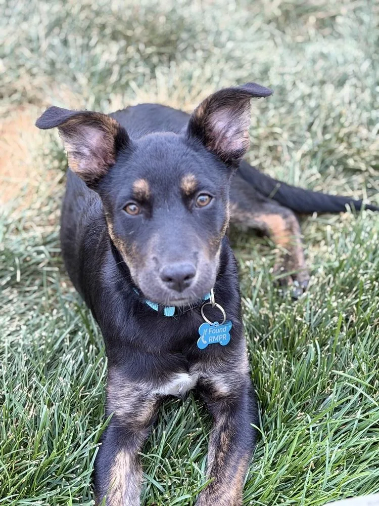 Duke