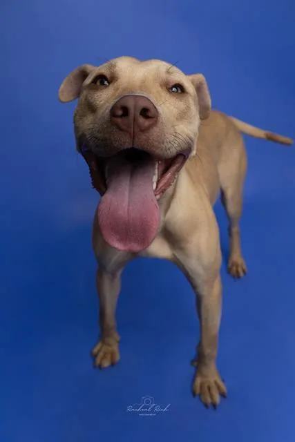A young medium-sized male Mixed Breed dog named Heyward for adoption in Charlotte, NC