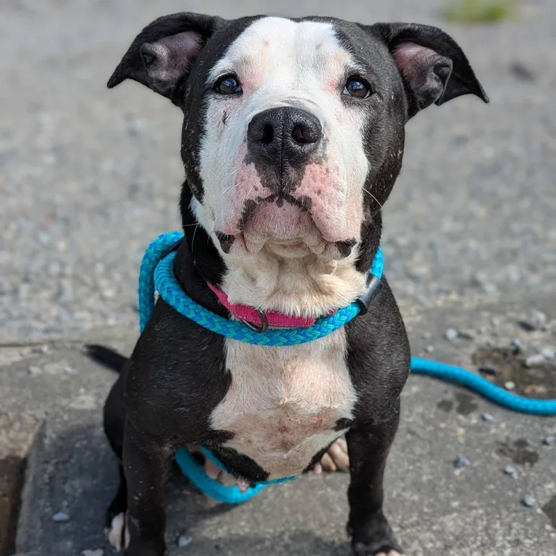 An adult medium-sized female Terrier dog named Daisy for adoption in North Syracuse, NY