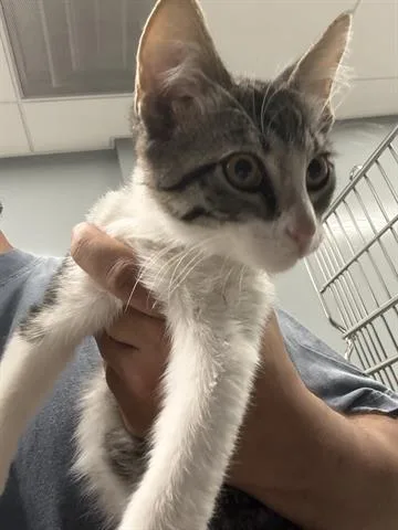 A baby medium-sized male Domestic Short Hair cat named Mighty Mouse for adoption in San Martin, CA