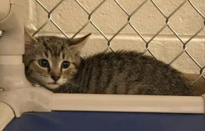 A baby small-sized female Domestic Short Hair cat named Supra for adoption in Gainesville, FL