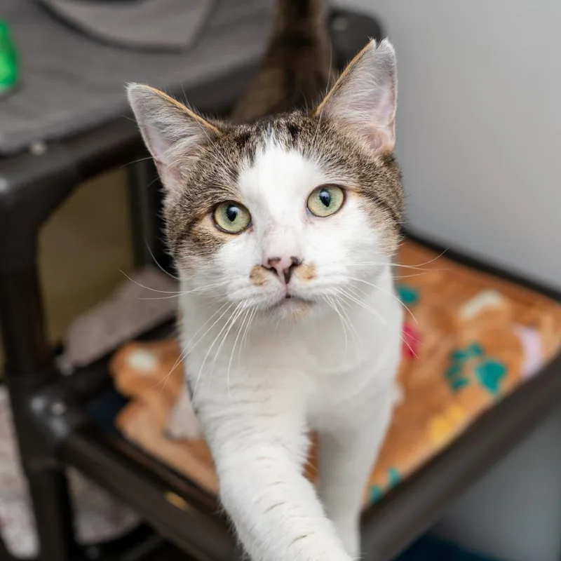 An adult large-sized male Brown / Chocolate Domestic Short Hair cat named Fair Isle for adoption in New York, NY