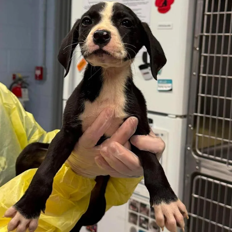 A baby medium-sized male Black Mixed Breed dog named SirLoin for adoption in Martinsville, VA