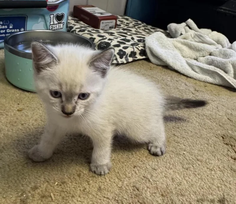 A baby small-sized female Siamese cat named Chole for adoption in Lancaster, CA