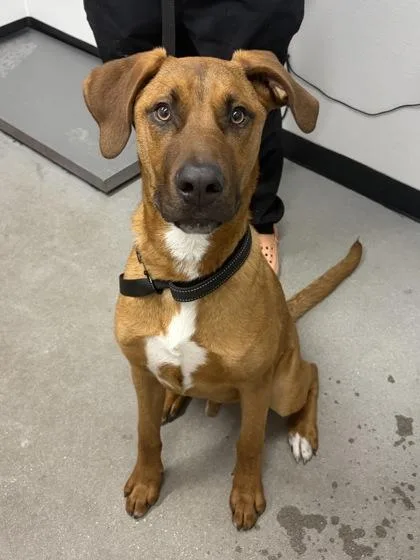 An adult large-sized male Mixed Breed dog named Jon Snow for adoption in West Chester, PA