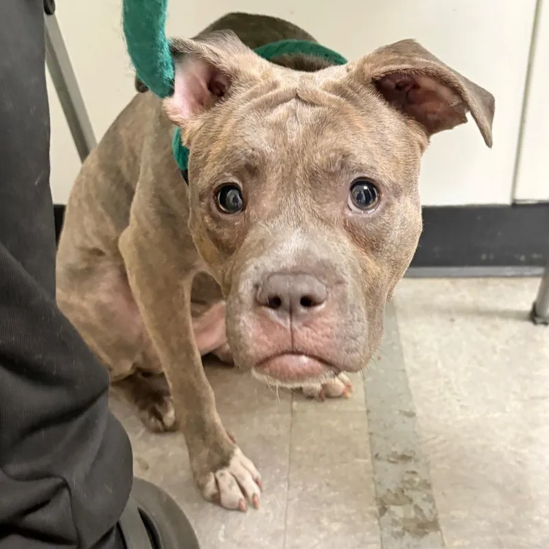 A young medium-sized female Brindle Mixed Breed dog named Novani for adoption in Philadelphia, PA