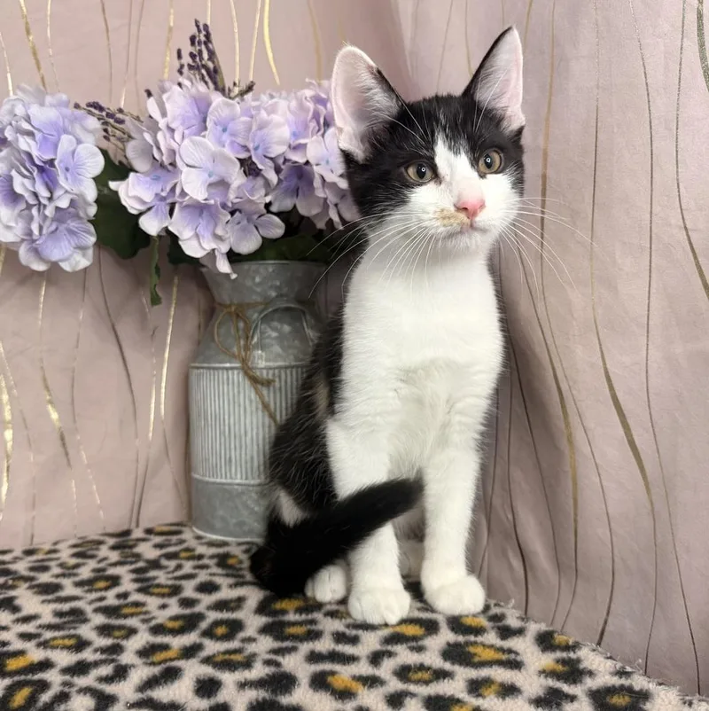 A baby medium-sized female Black & White / Tuxedo Calico cat named Toffee for adoption in Long Beach, MS