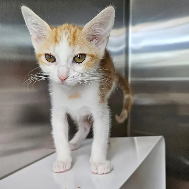 A young small-sized male Domestic Short Hair cat named Yellow Apple for adoption in Los Angeles, CA