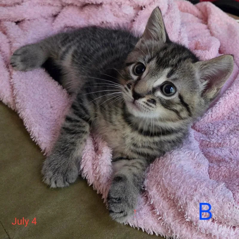 Brownie thumbnail 2