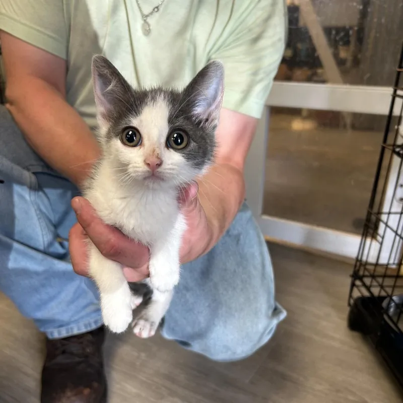 A baby small-sized female White Domestic Short Hair cat named Lavender for adoption in Pennsville, NJ