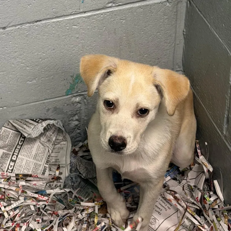 A young small-sized female Mixed Breed dog named Nala for adoption in Blairsville, GA