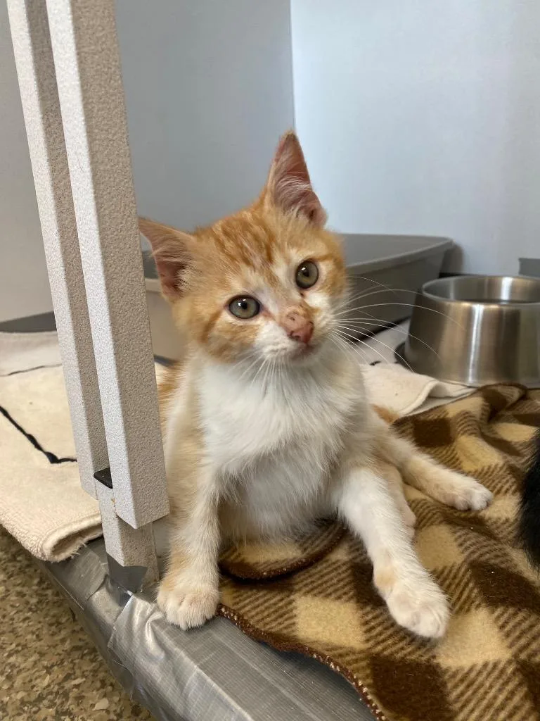 A baby medium-sized male Domestic Short Hair cat named Quince for adoption in Van Wert, OH