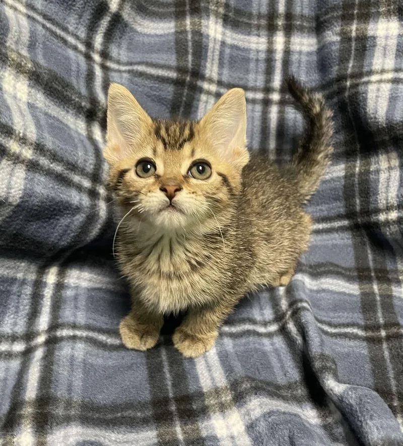 A baby small-sized male Domestic Short Hair cat named Ravioli for adoption in Jackson, MI