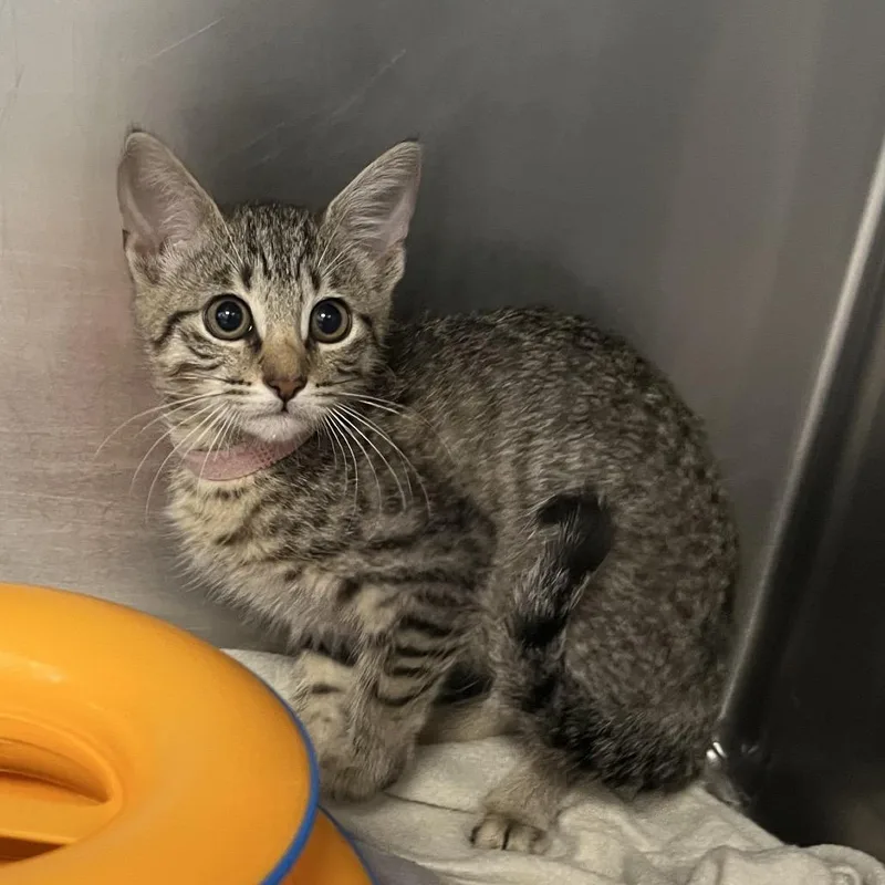 A baby small-sized female Brown / Chocolate Domestic Short Hair cat named Wanda for adoption in West Palm Beach, FL