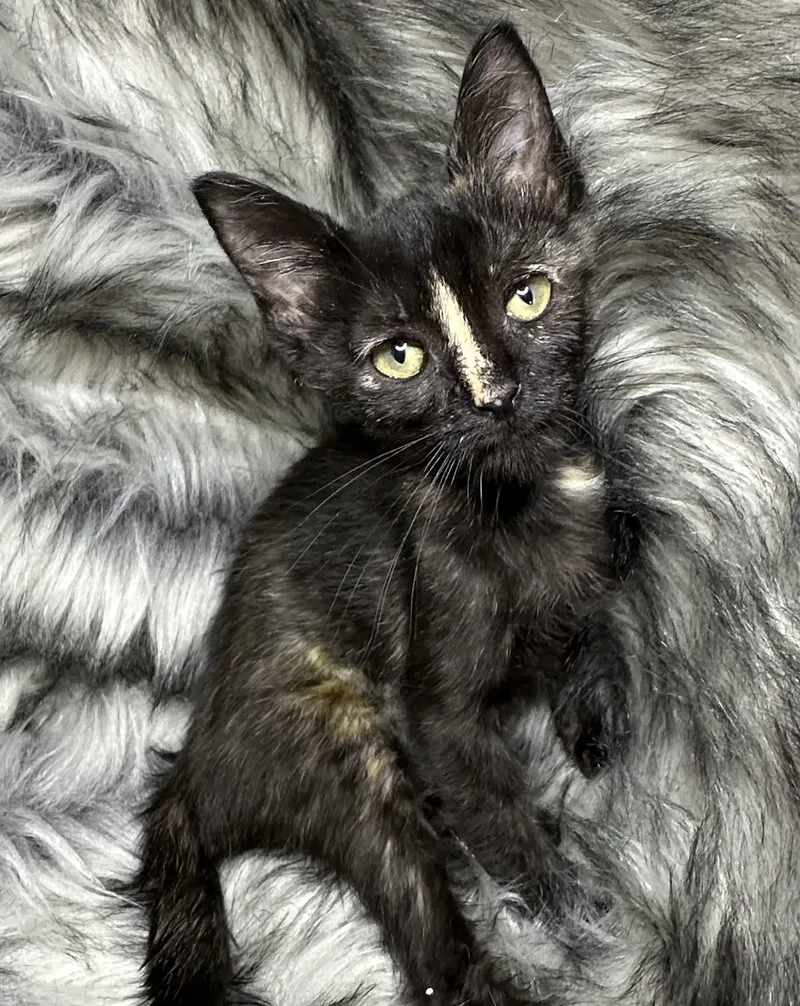 A baby small-sized female Tortoiseshell cat named Trucha for adoption in San Diego, CA