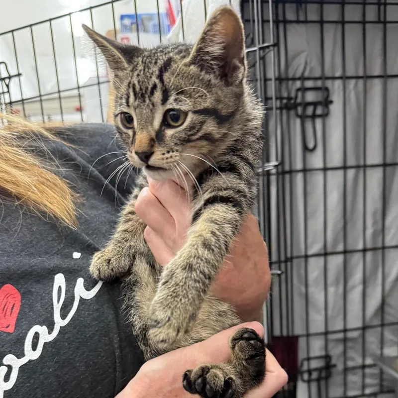 A baby small-sized male Black Domestic Short Hair cat named Richard for adoption in Bismarck, ND