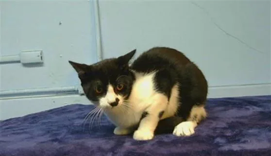 A young small-sized male Domestic Short Hair cat named Astro for adoption in Gardena, CA