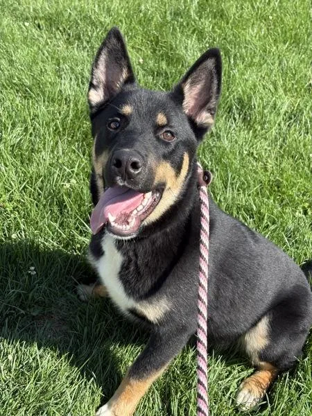 A young large-sized male Akita dog named Kurt for adoption in Lancaster, OH