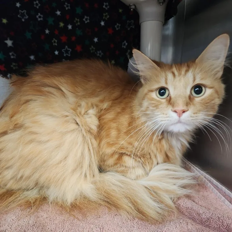 An adult large-sized male Domestic Medium Hair cat named Maple for adoption in Fort Wayne, IN