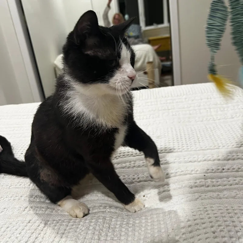 A young medium-sized male Black & White / Tuxedo Domestic Short Hair cat named Louie for adoption in Syosset, NY