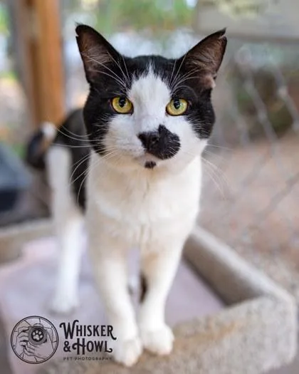 Pinot Grigio thumbnail 2