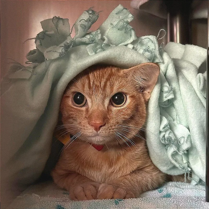 A baby medium-sized male Orange / Red Domestic Short Hair cat named Miu for adoption in Springfield, MA