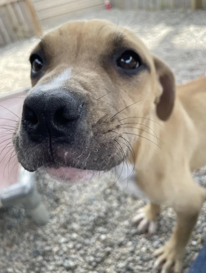 A baby medium-sized female Mixed Breed dog named Anna for adoption in Oxford, MI