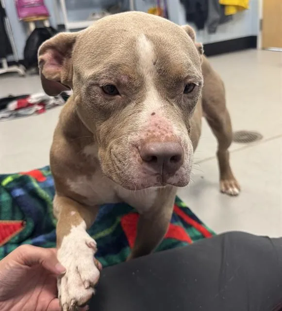 An adult large-sized male Mixed Breed dog named Kiwi for adoption in Palmetto, FL