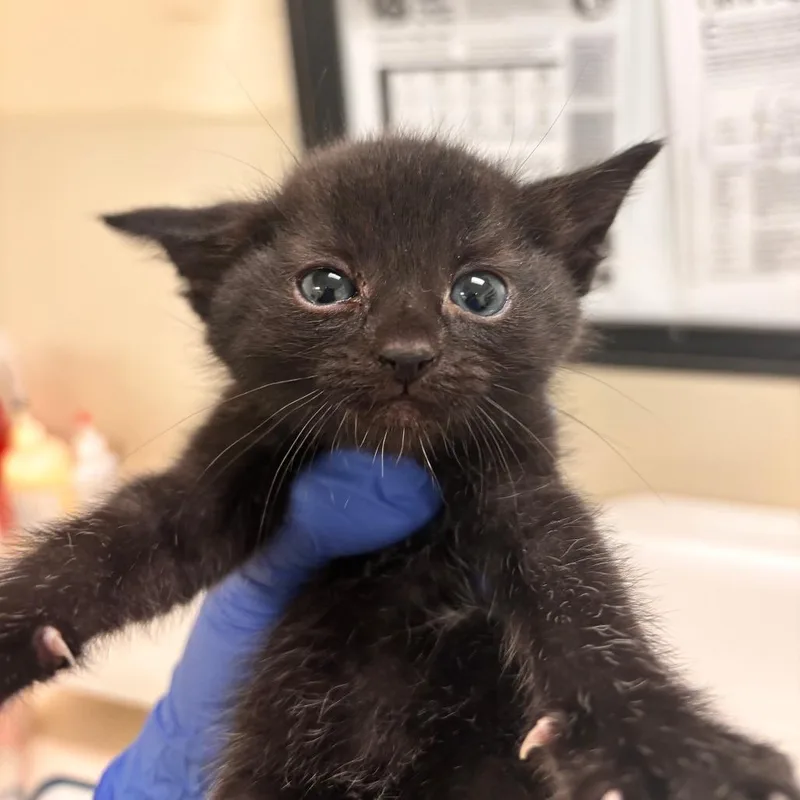 A baby small-sized male Black Domestic Short Hair cat named Zeb for adoption in Lynchburg, VA