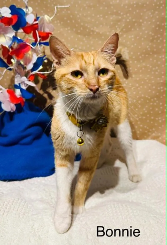 A young medium-sized male Domestic Short Hair cat named Bonnie for adoption in Groveland, MA