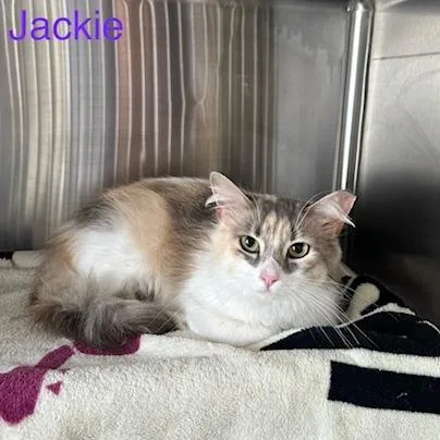 Jackie