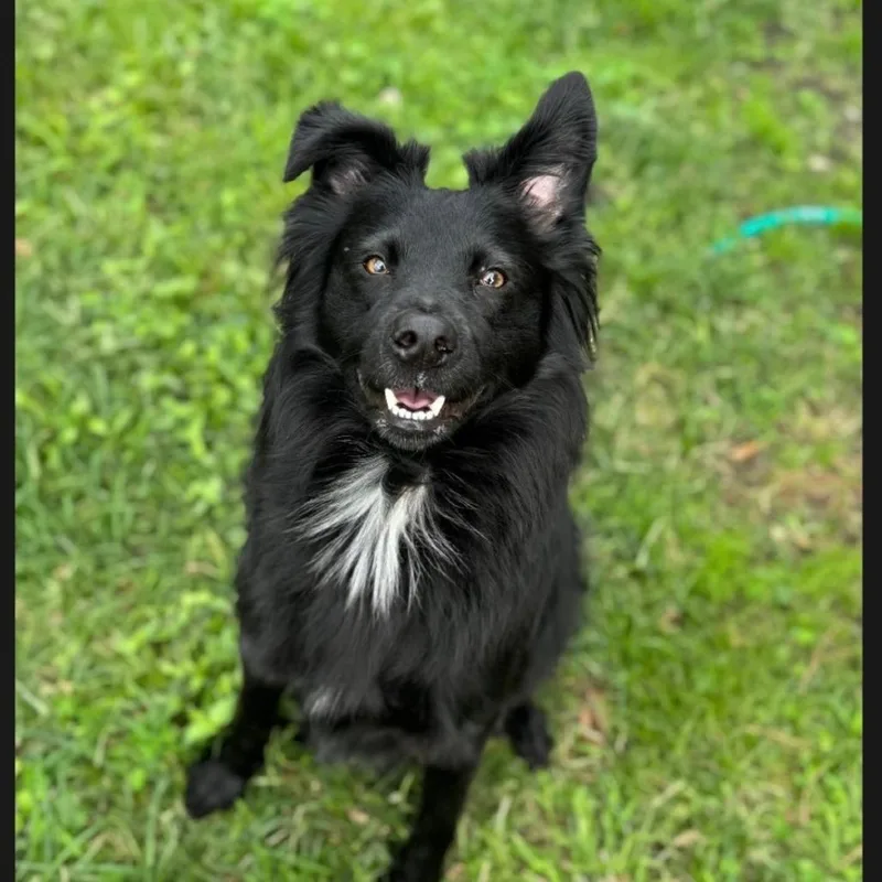 An adult medium-sized male Black Collie dog named Floki for adoption in New Orleans, LA