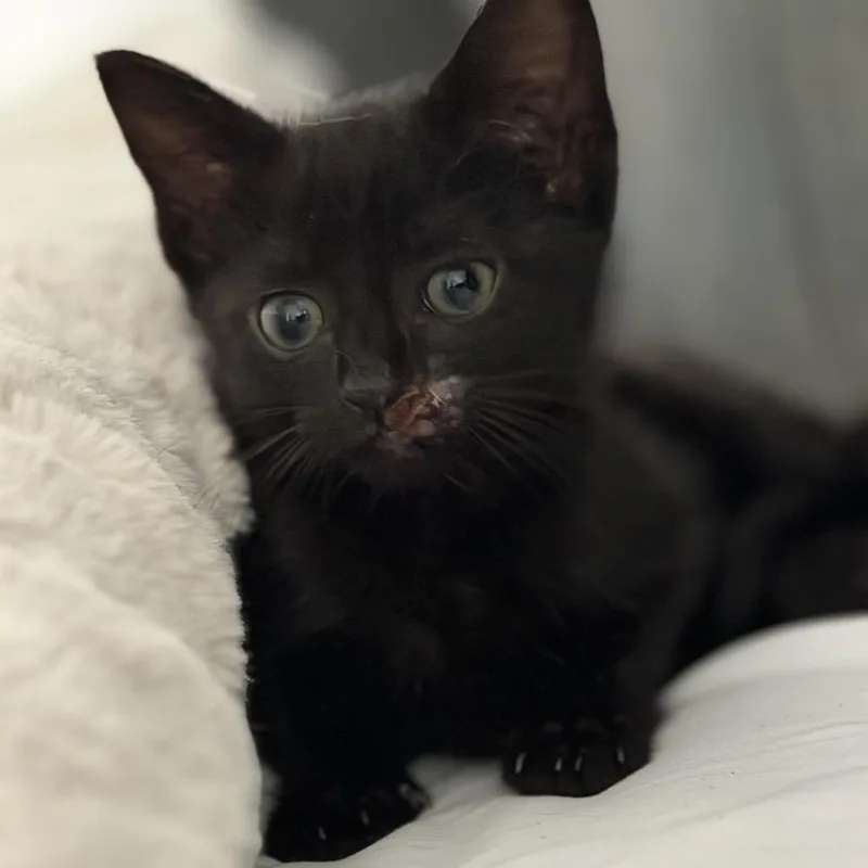 A baby small-sized female Black Domestic Short Hair cat named Little Bear for adoption in Ponte Vedra Beach, FL