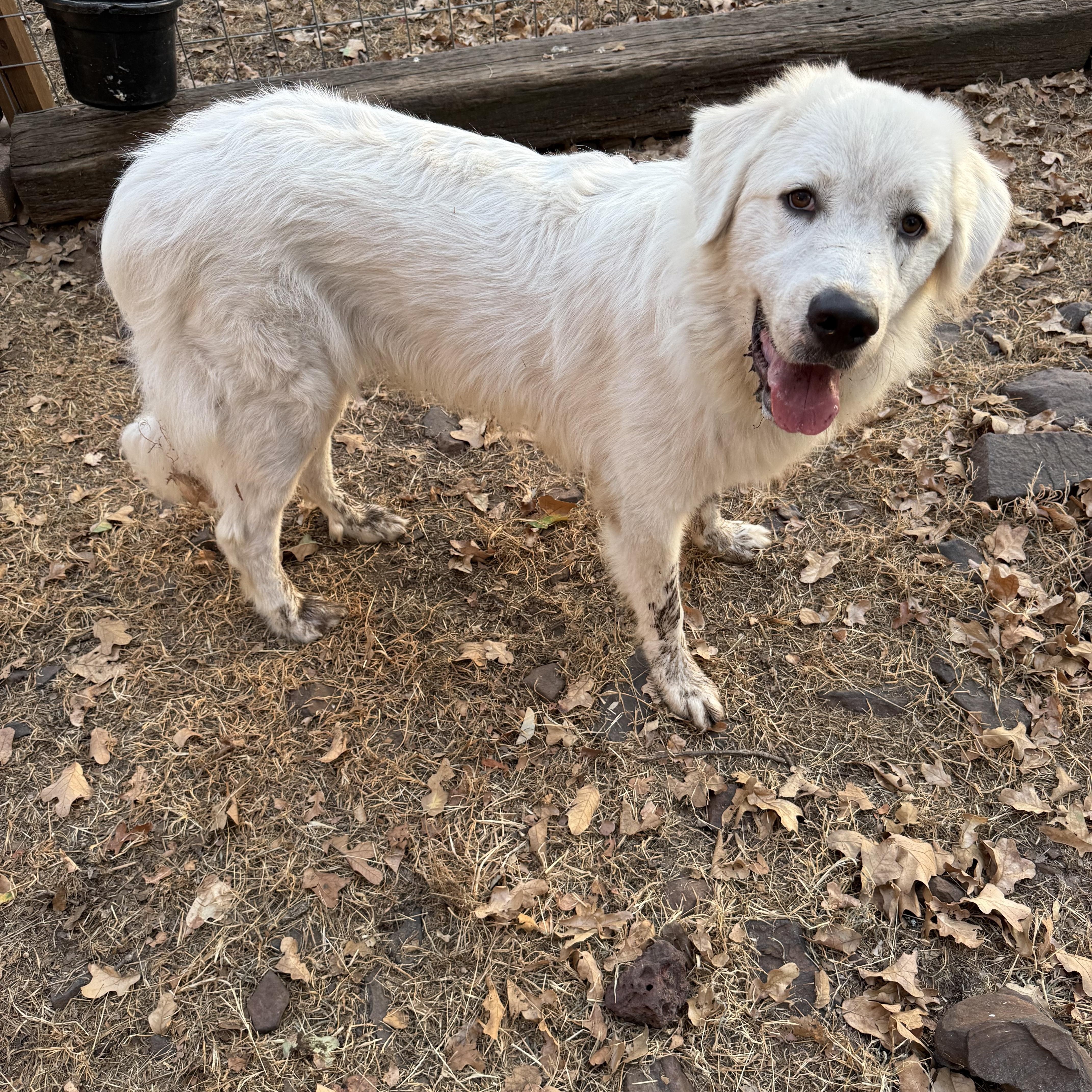 A young large-sized male White / Cream Great Pyrenees dog named Snowy for adoption in Sadler, TX