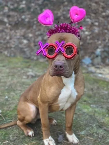 An adult medium-sized male Pit Bull Terrier dog named Soda Pop for adoption in Dahlonega, GA