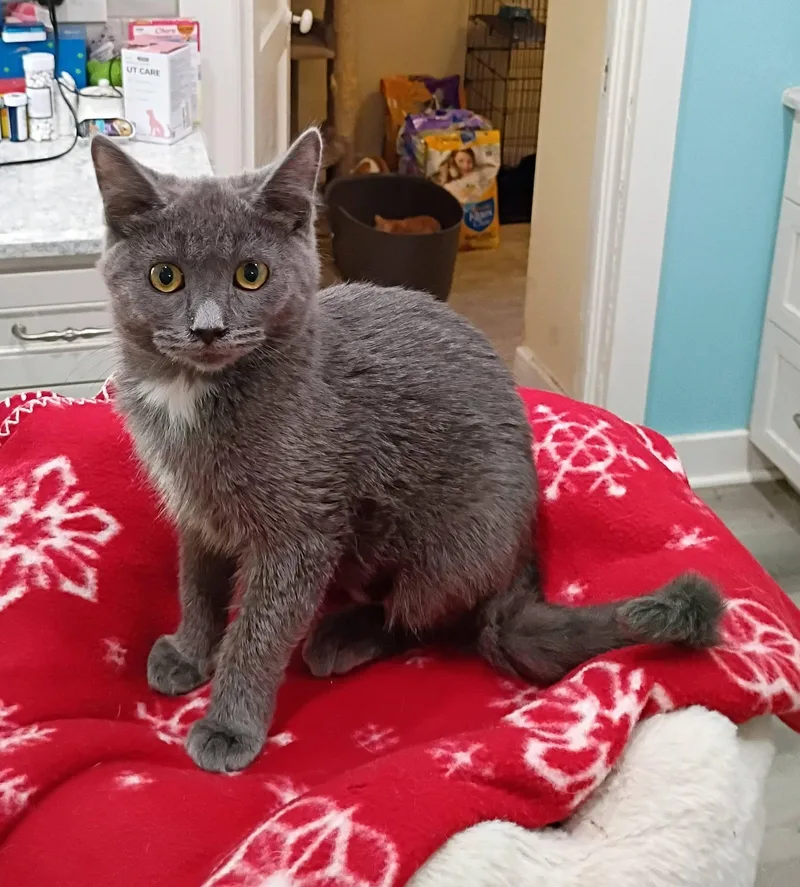 A baby medium-sized female Russian Blue cat named Yzma loving & for adoption in Hendersonville, TN