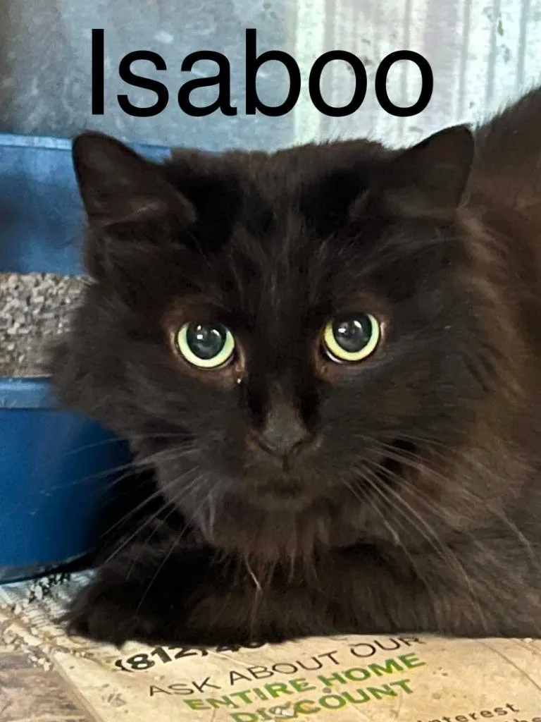 An adult large-sized female Domestic Short Hair cat named Isaboo for adoption in Princeton, IN
