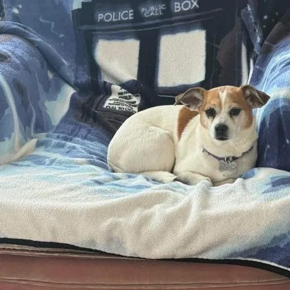 An adult small-sized female Chihuahua dog named Tinkerbelle for adoption in Red Hook, NY