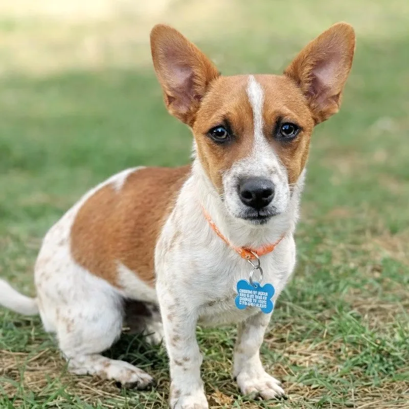 Hercules thumbnail 3