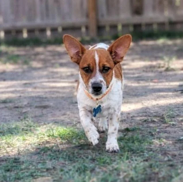 Hercules thumbnail 4