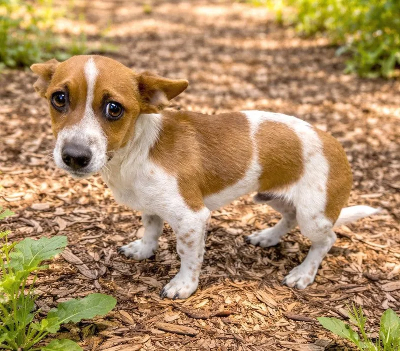 A baby small-sized male Red / Chestnut / Orange Dachshund dog named Hercules for adoption in Boerne, TX