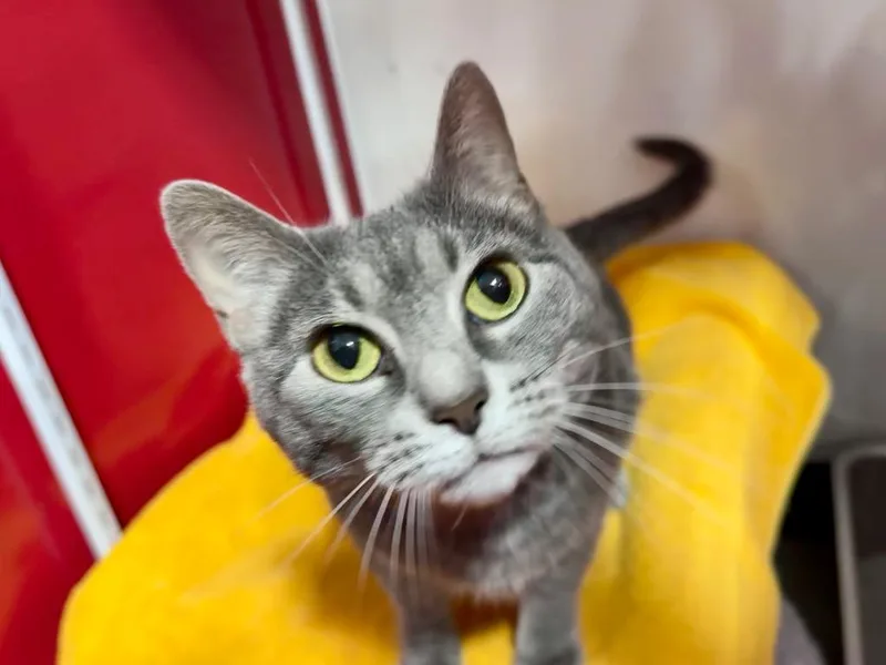 An adult small-sized female Domestic Short Hair cat named Stormy for adoption in Powell, OH