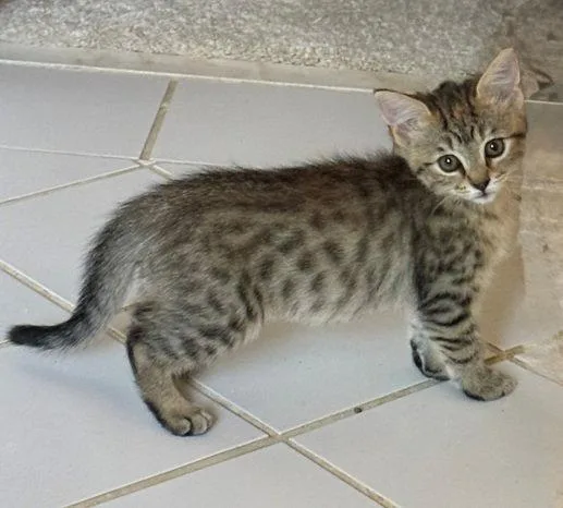 A baby medium-sized female Domestic Short Hair cat named Jolene for adoption in Nashville, TN