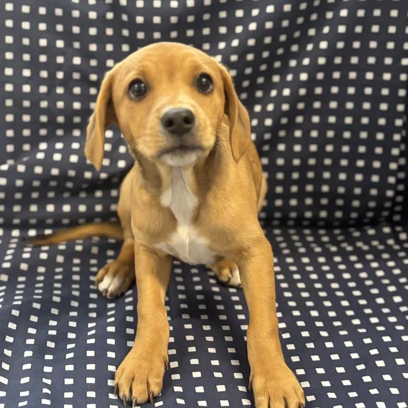 A baby small-sized male Feist dog named Cody for adoption in Columbus, NC