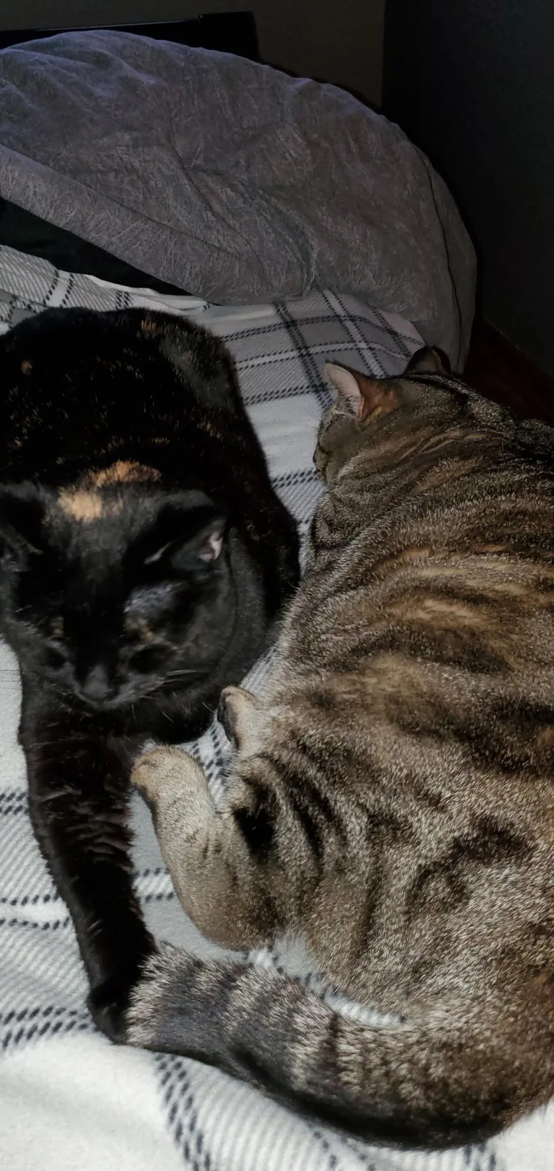 An adult medium-sized female Tortoiseshell cat named Cybil for adoption in Richland , MI