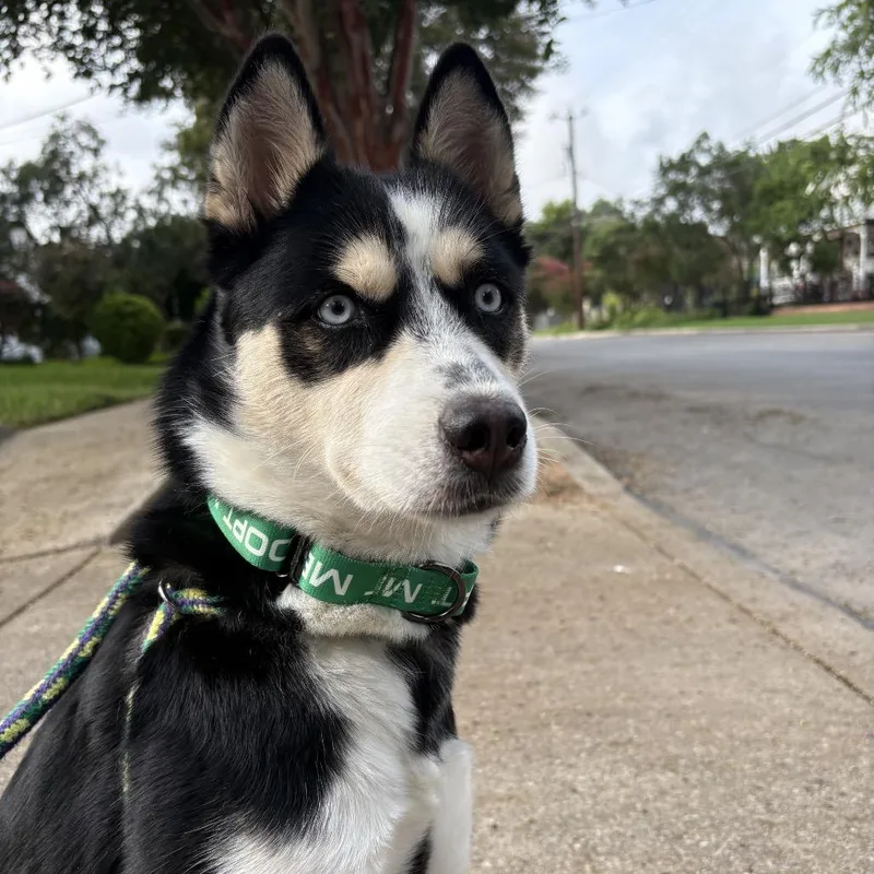 An adult medium-sized female White / Cream Husky dog named Lumi for adoption in San Antonio, TX
