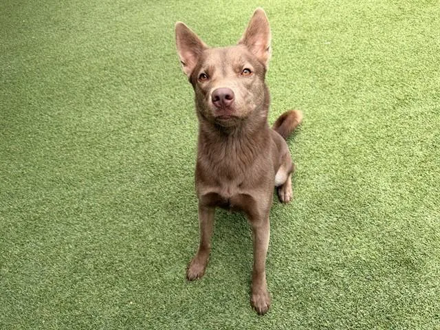Bruno