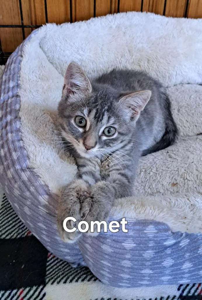 A baby small-sized female Domestic Short Hair cat named Comet for adoption in Plattsburgh, NY